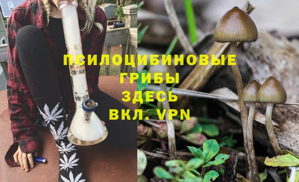 сатива Алзамай
